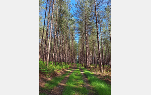 Rando labyrinthe en forêt de Roumare (10 kms)