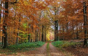 Rando dernières couleurs d'automne (14kms)