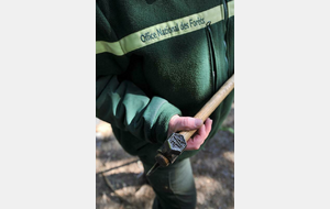Sortie ONF en forêt d'Eawy : dans la peau d'un forestier, le martelage 
