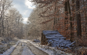 Rando en forêt d'Eawy (13 kms)