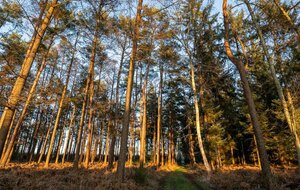 Rando du jeudi en forêt de Roumare (10 kms)