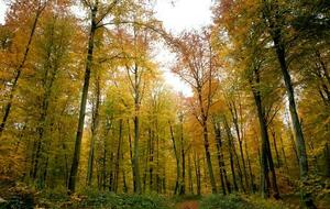 Rando en forêt d'Eawy (14 kms)